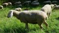 Ветеринарными специалистами ГБУ РК «Симферопольский районный ВЛПЦ» провелась плановая вакцинация овец против Сибирской язвы