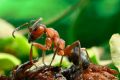 На Крым надвигаются опасные аргентинские муравьи