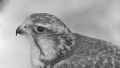 Крымчанину грозит тюрьма за незаконное содержание птиц           