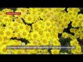 Бал хризантем в Никитском ботаническом саду бьёт все рекорды