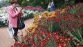 Никитский ботсад в Крыму представил рекордную коллекцию хризантем