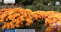 В Никитском ботаническом саду начался «бал хризантем»