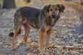 В Керчи установили ультразвуковую «сигнализацию» для отпугивания собак