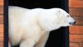 Белые медведи пытались "починить" заглохший мусоровоз