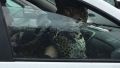 Леопард на переднем сиденье такси поразил пользователей соцсетей