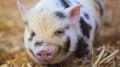 Специалистами ГБУ РК «Ялтинский городской ВЛПЦ» проведен отбор проб крови у свиней содержащихся в личных подсобных хозяйствах граждан, для исследования на Африканскую чуму свиней