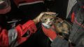 В Турции собака спасла из-под завалов кошку – фото