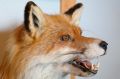 В крымском селе вводят карантин на два месяца из-за бешеной лисы