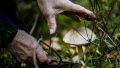 Двое селян тайно собрали десятки килограммов грибов в Чернобыле