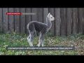 В Московском зоопарке родился детёныш альпаки