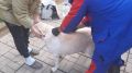 Специалистами ГБУ РК «Сакский районный ВЛПЦ» продолжается вакцинация собак и кошек против бешенства