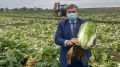 Андрей Рюмшин: Аграрии Красногвардейского района собрали 170 тонн семян свеклы и более 1000 тонн пекинской капусты