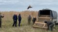 Две сотни фазанов заселят в охотугодья Крыма