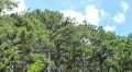 Прокуратура выявила незаконную вырубку деревьев в Феодосийском лесничестве