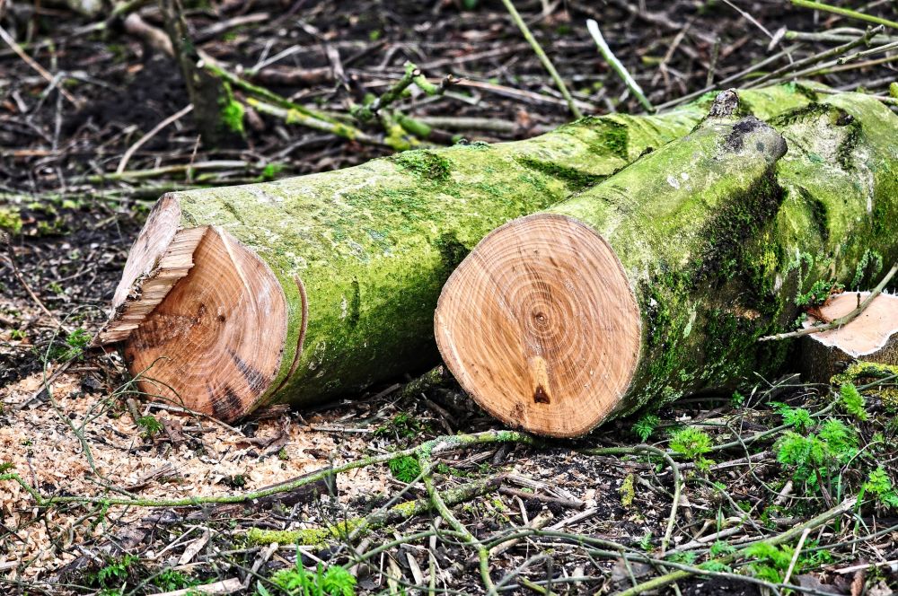 Рабочие незаконно вырубали лес при постройке водоотвода в Феодосии