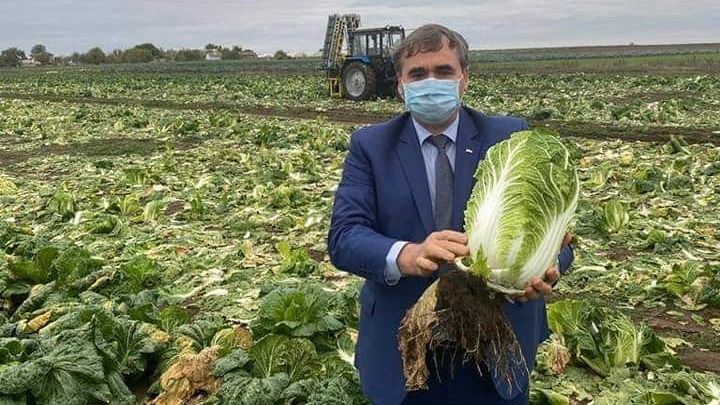 Аграрии Красногвардейского района собрали 170 тонн семян свеклы и более 1000 тонн пекинской капусты