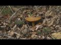В севастопольских лесах в разгаре грибной сезон (СЮЖЕТ)