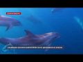 Крымские экологи запечатлели охоту дельфинов на кефаль