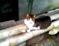 «Коты греют Ялту своим теплом»: На Крымском полуострове начался отопительный сезон