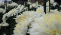 Аромат «Белой дачи»: у чеховского музея в Ялте появится свой сорт хризантемы