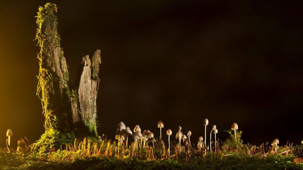 В Севастополе грибами отравились почти 40 человек за сезон