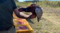 Минприроды Крыма ежегодно в рамках биотехнических мероприятий проводит расселение фазана