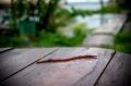 Новый вид круглых червей нашли учёные в водах Крыма