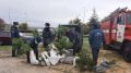 Сотрудники государственного пожарного надзора по г. Феодосии высадили 20 сосен в честь 30-летия МЧС России