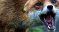 На территории Красногвардейского района Республики Крым зарегистрирован случай бешенства дикого животного