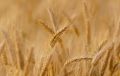В Крым поставят 19 тысяч тонн пшеницы из госфонда России без торгов по распоряжению Кабмина