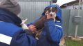 Специалисты ГБУ РК «Евпаторийский городской ВЛПЦ» провели выездную вакцинацию домашних собак и кошек против бешенства