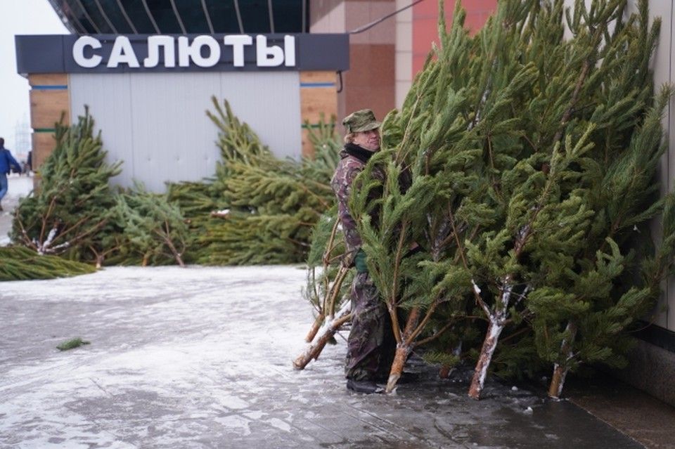 В Симферополе продажа елок начнется с середины декабря
