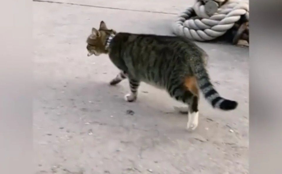 Забавное видео: В Балаклаве кот ловит рыбу «голыми руками»