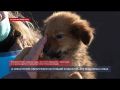 Живые скелеты и трупы щенков: в Севастополе проверили приют бездомных животных