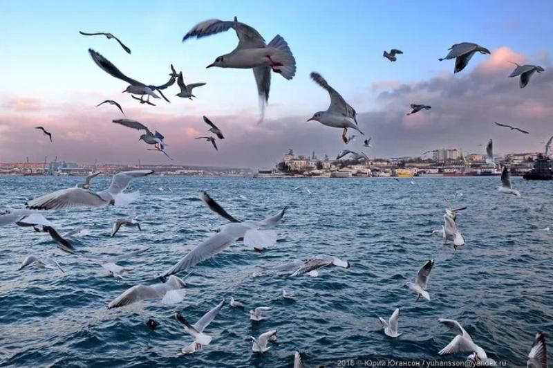Чайки черного моря