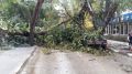 В Симферополе упавшее дерево раздавило автомобиль
