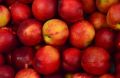 Крымчанин украл 75 кг яблок, но попался, потому что был нетрезв