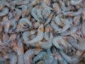 Черноморская креветка довела креченского рыбака до тюремного срока