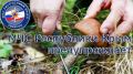 МЧС Крыма: Будьте осторожны и внимательны при сборе грибов!