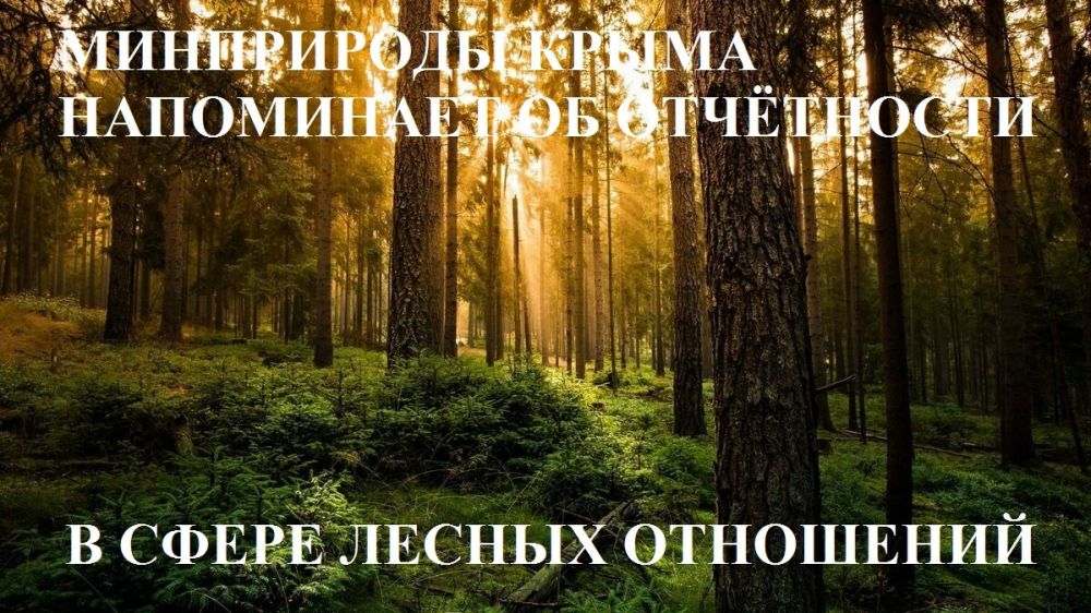 Отчеты лес