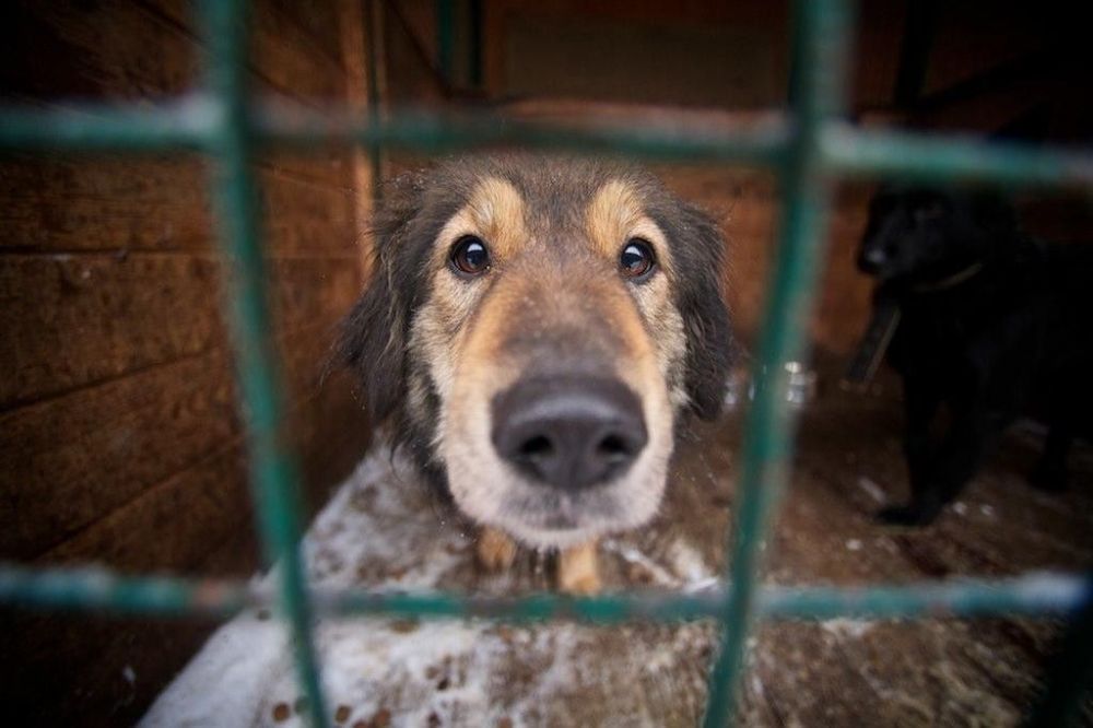 Фото собаки с приюта