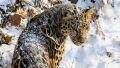 В Приморье сняли уникальное видео с дальневосточным леопардом