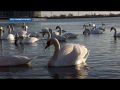 Лебеди-шипуны на озере Сасык-Сиваш