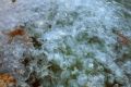 Нашествие медуз в Балаклаве засняли на видео