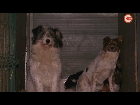 Собакам из севастопольского приюта ищут дом (СЮЖЕТ)
