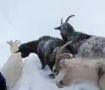 По заснеженным горам Крыма блуждает стадо домашних коз