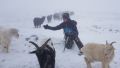 Встреча на Чатыр-Даге: альпинисты столкнулись со стадом коз - видео