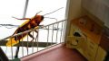 Специалисты назвали самый опасный вид бытовых насекомых