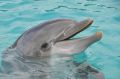 Крымские ученые просят подписать петицию в защиту дельфинов