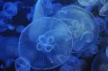 Эксперты рассказали о причинах массовых выбросов медуз в Балаклавской бухте